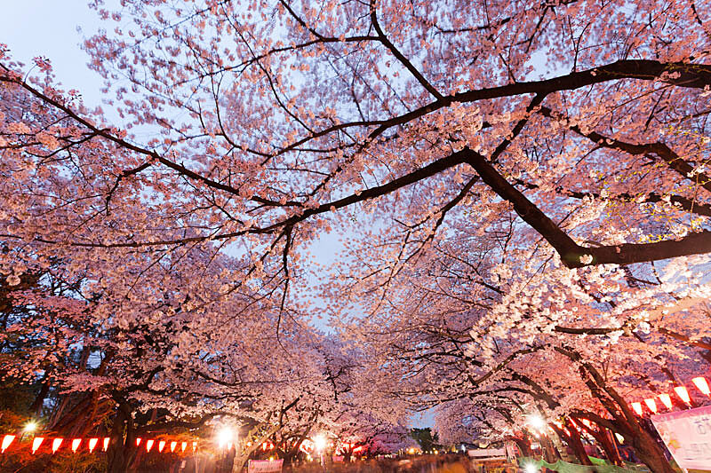 【U27】上野公園でお花見しよう🌸