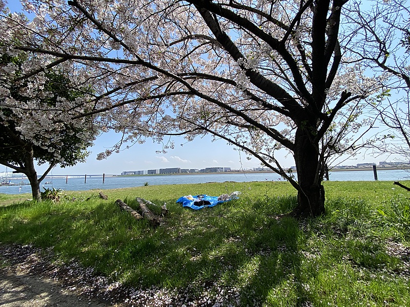 お花見ピクニック@羽田空港周辺🌸/a picnic with cherry blossoms! D