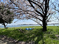 お花見ピクニック@羽田空港周辺🌸/a picnic with cherry blossoms! D