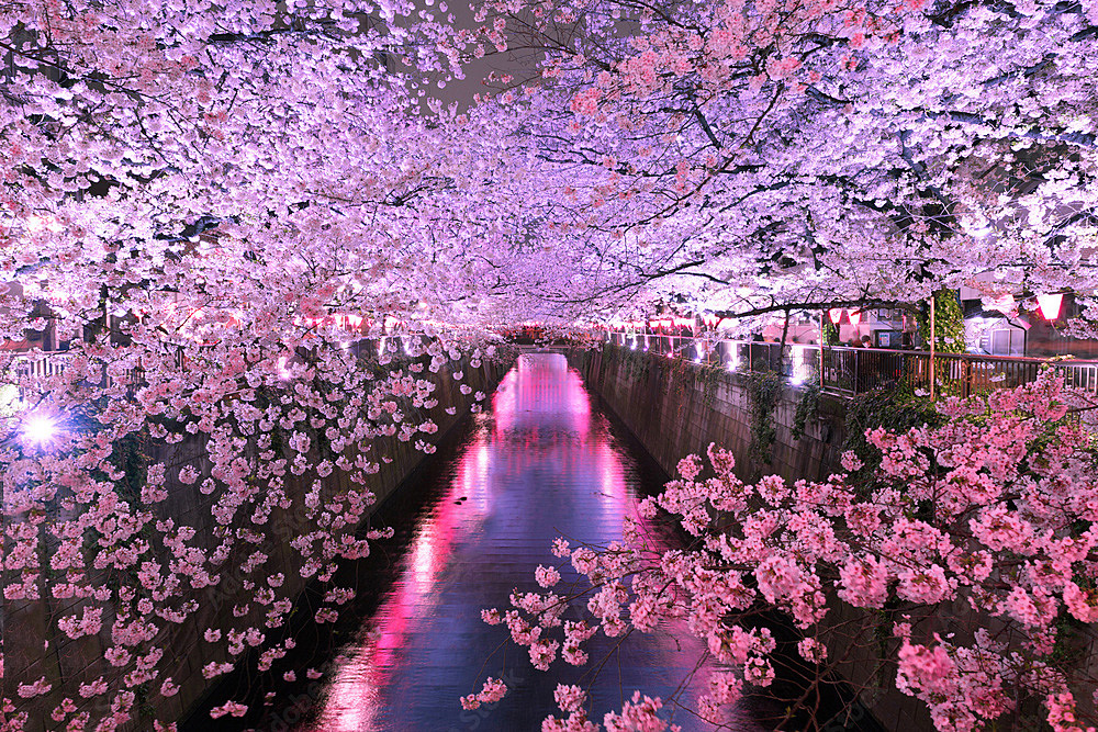 【女性主催】中目黒に夜桜を見に行こう🌸🍡（※雨の為、カフェ会に変更します）