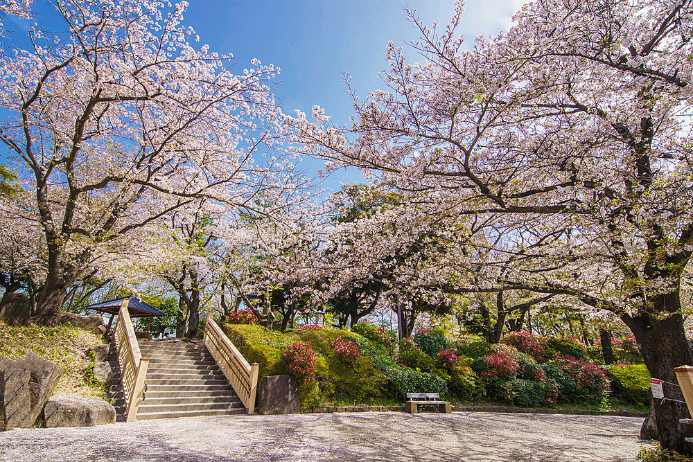 【女性主催】見頃を迎える600本の桜を見に行こう🌸✨