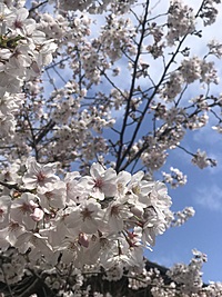 番外編🌸3/30(土)お花見🧺🍡🌸