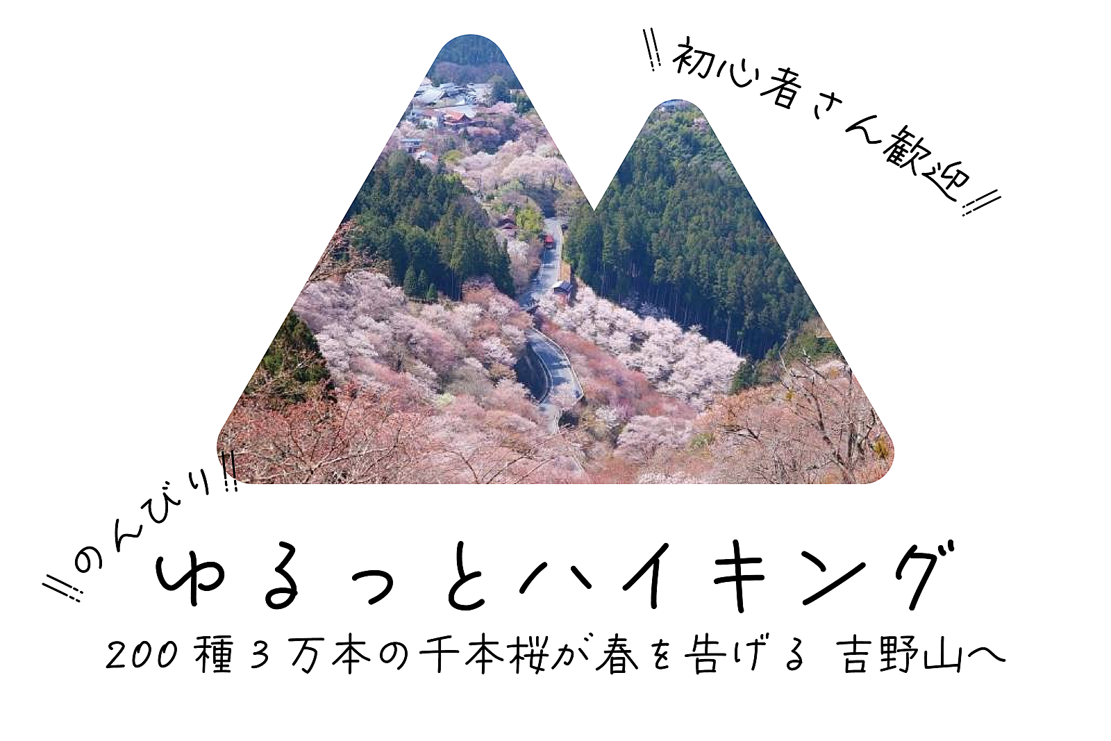 【満開予報】ゆるっとハイキング 200種3万本の千本桜が春を告げる 吉野山へ【初心者歓迎】
