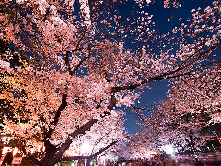 【上野】おつまみ片手に上野公園夜桜鑑賞🌸🍻