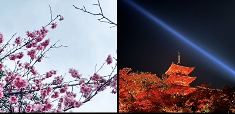 3/31(日)18:00～清水寺と円山公園の桜ライトアップ見に行きませんか？🌸