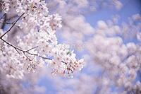 お花見イベント3/31@鶴舞公園