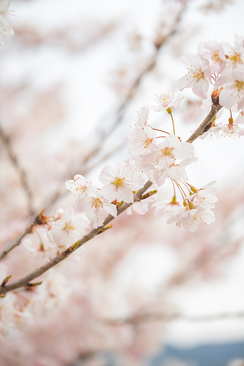 初開催【昭和記念公園フォトウォーク】桜を撮りながら散策しましょう🌸【20代、30代限定】