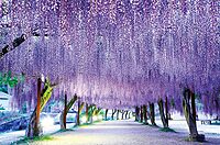 カメラ初心者多数参加！！藤の花撮りにいくぞー♪【in白井大町藤公園の藤棚】スマホ参加もOK