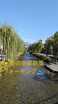 春の京都散策ウォーキング(建仁寺〜祇園.白川通り)