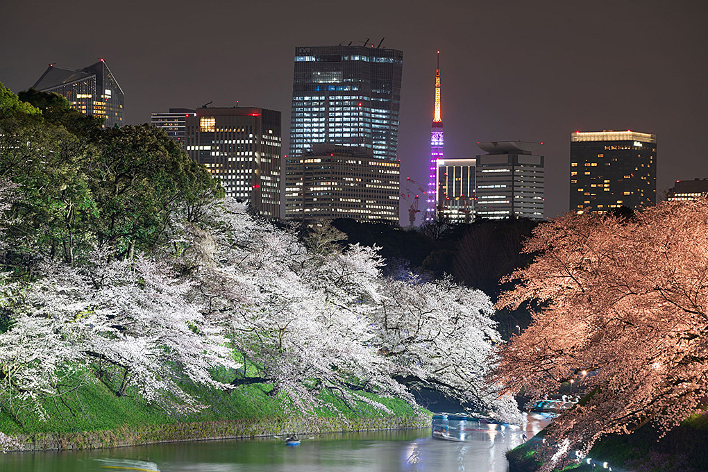 【残りわずか】【期間限定】ボートを漕ぎながら桜を楽しもう🚢🌸🌸