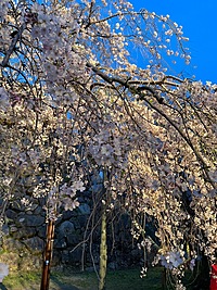 4月20日　友活　大交流会　(年に一度)