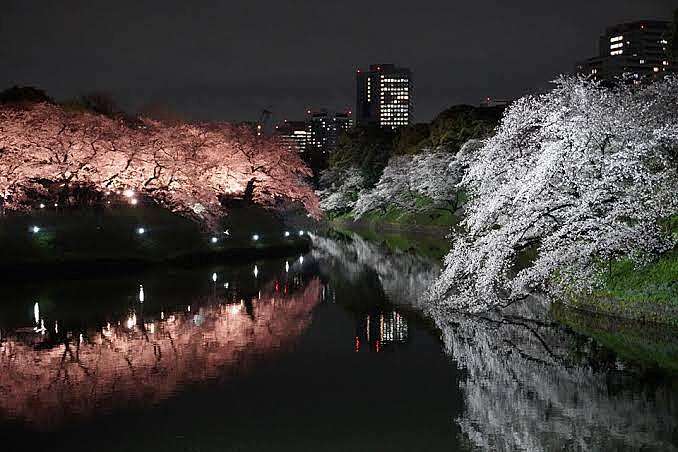 【夜桜会】九段下の千鳥ヶ淵で皆さんで桜を見ましょう！