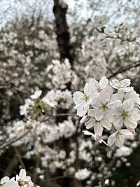 手ぶらでオッケー👌🪽✨🌸息抜きお花見会🌸🍶🍾✨