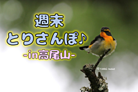 週末とりさんぽ♪ ●in高尾山●