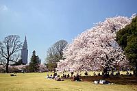 【女性主催】🌸お花見瞑想会🌸@新宿御苑