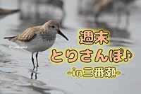 週末とりさんぽ♪ ●in三番瀬●