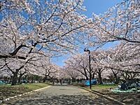 【2,30代中心】代々木公園でゆる〜くみんなで花見と宴会と歌と演奏を楽しむ会