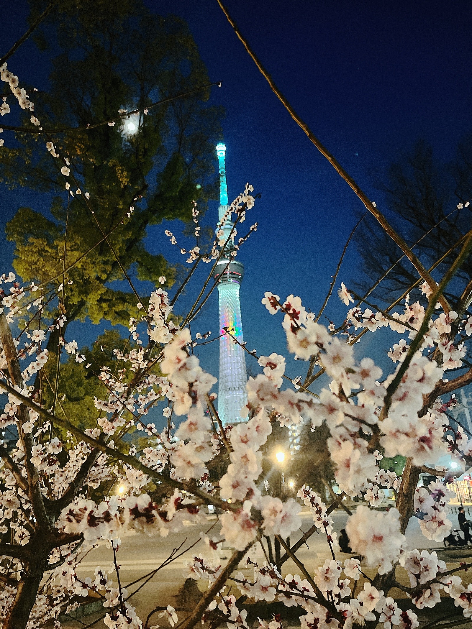 🌸【平成生まれ限定】｟無料枠有｠隅田公園で散歩しながらお花見🌸