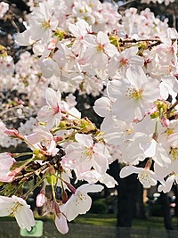 お花見パーティー&カラオケ(飲み放題あり！)