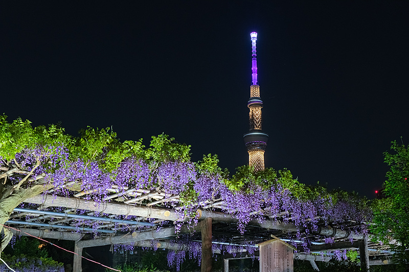 【女性主催】“東京一の藤の名所”とスカイツリーのコラボレーションを見に行こう⛩️✨