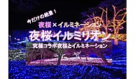 【先着無料】今だけの絶景！夜桜×イルミネーション  イルミリオンに行こう！相模湖（新宿から片道848円！交通費も安い！）
