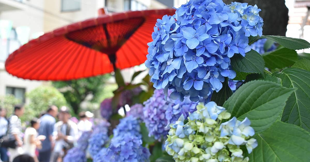 紫陽花を見に行こう！3000株の紫陽花祭り〜🍊🍊