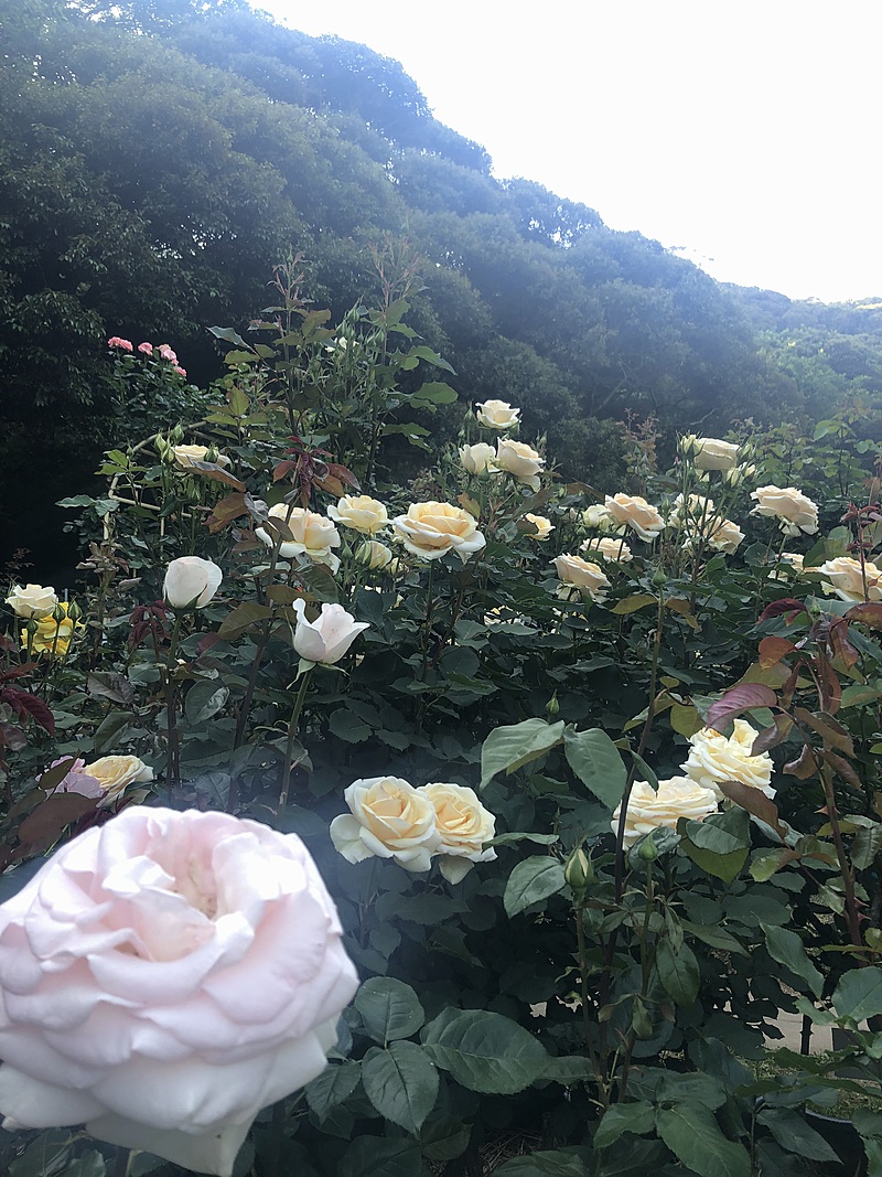 【HSP・お散歩】旧岩崎邸庭園でバラを見に行こう♪