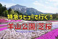【芝桜／秩父】ゴールデンウィークに秩父のシンボル武甲山の麓、羊山公園芝桜を見に行こう！