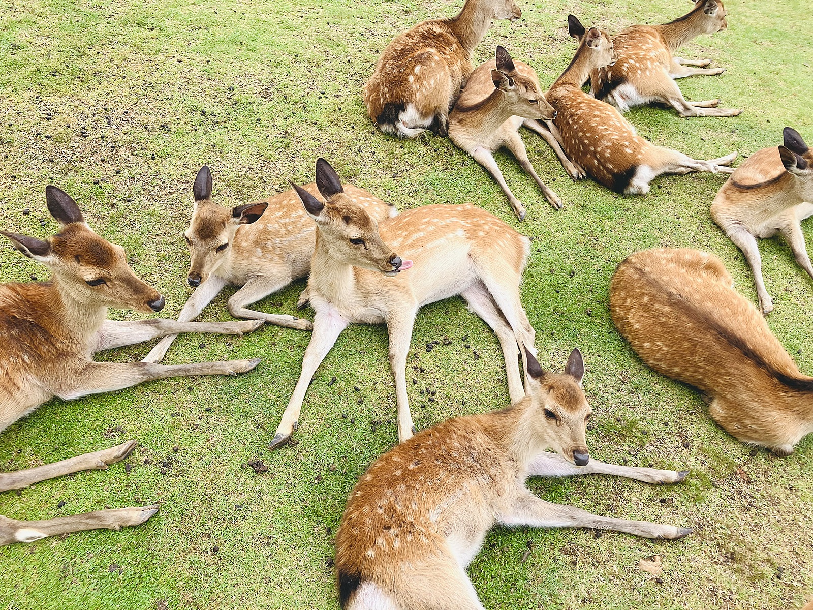 参加費無料♪　4月17日(水) 奈良公園を撮影散歩