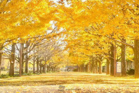 【20代30代限定】紅葉を見に昭和記念公園へ行こう！イチョウが見頃です🌹🌹