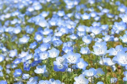 【早割中】季節の花を見に行こう！ネモフィラが見頃です🦊🦊