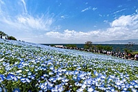 (20-30代)ネモフィラをみにいこう