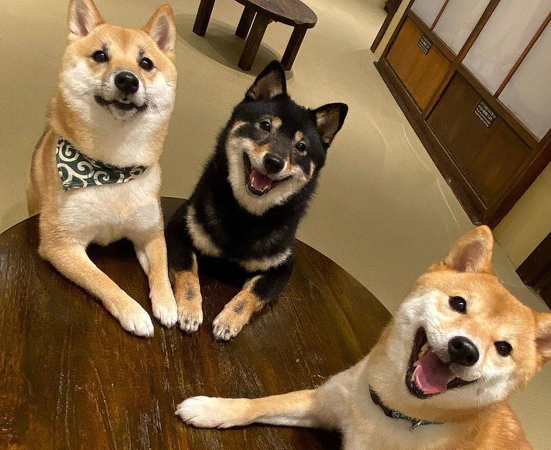 【先着3名無料】豆柴カフェに行こう！犬好きさん大歓迎です🌟🌟🌟