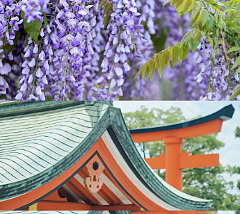 天恩日散策食べ歩きパワースポット神社会 藤の花が綺麗な季節　亀戸天神藤まつり