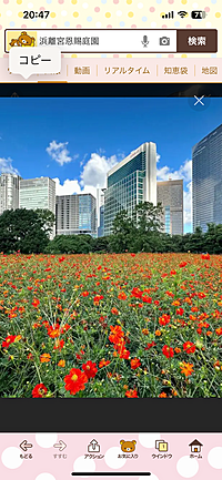 🌸カメラお持ちの方浜離宮庭園ヘ行こう😊20代から40代の方