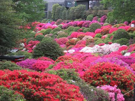 【早割中】つつじ祭りに行こう！今が見頃です🐣✨😽