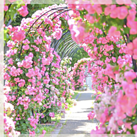 カメラ初心者多数参加！！バラの花撮りにいくぞー♪【inガレリアかめおか】スマホ参加もOK