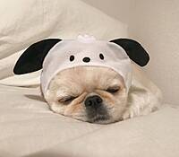 【先着3名無料】犬カフェに行こう🍎🍎🍎