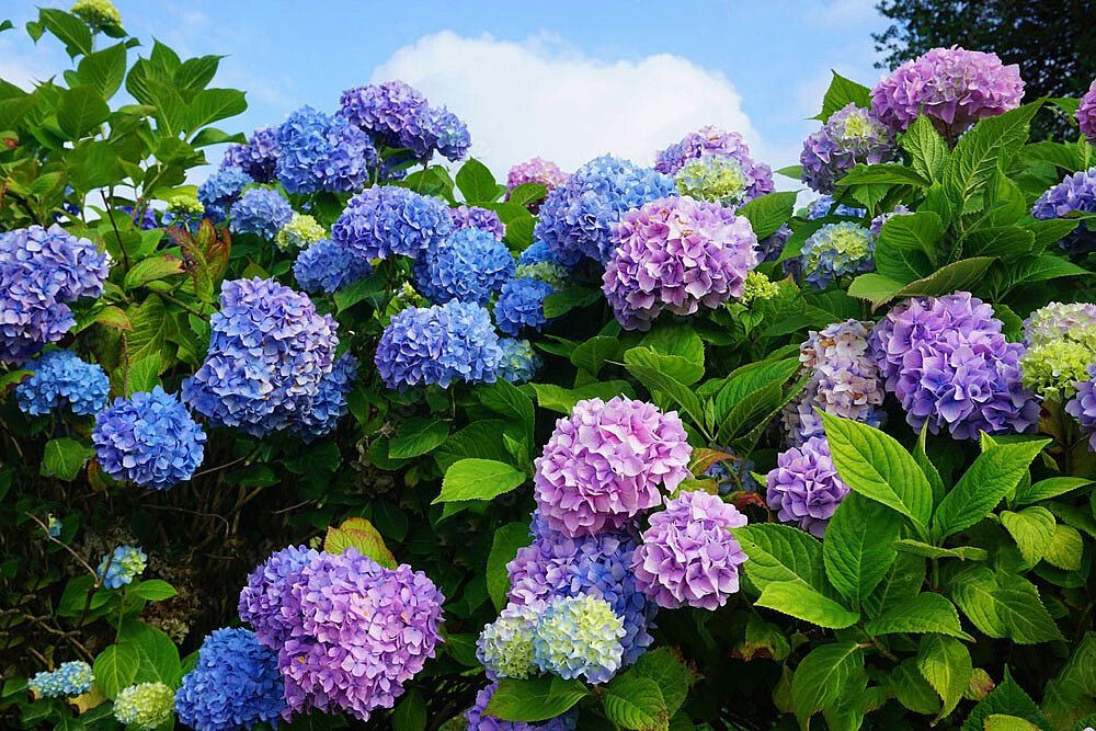 【女性主催】約1300株の紫陽花が花を咲かせる“あじさい小径”を見に行こう🌦️🌦️線路沿いに写真スポットがあります📸✨