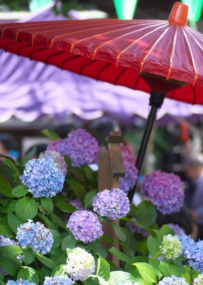 【早割中】3000株の紫陽花を見に行こ〜🌺🌺🌺