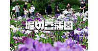 広大な園内に見事な江戸花菖蒲200種6,000株「葛飾菖蒲まつり」に行きましょう！