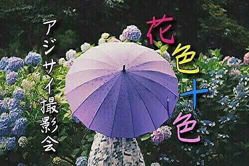 開成町の紫陽花撮影会2024年6月8日
