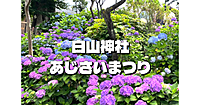 あじさい祭り期間中のみ公開される富士塚できれいなアジサイの景色を楽しみます♪