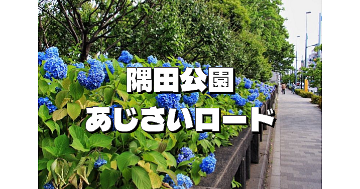 10000株の紫陽花！浅草近くのアジサイロードをお散歩します😃