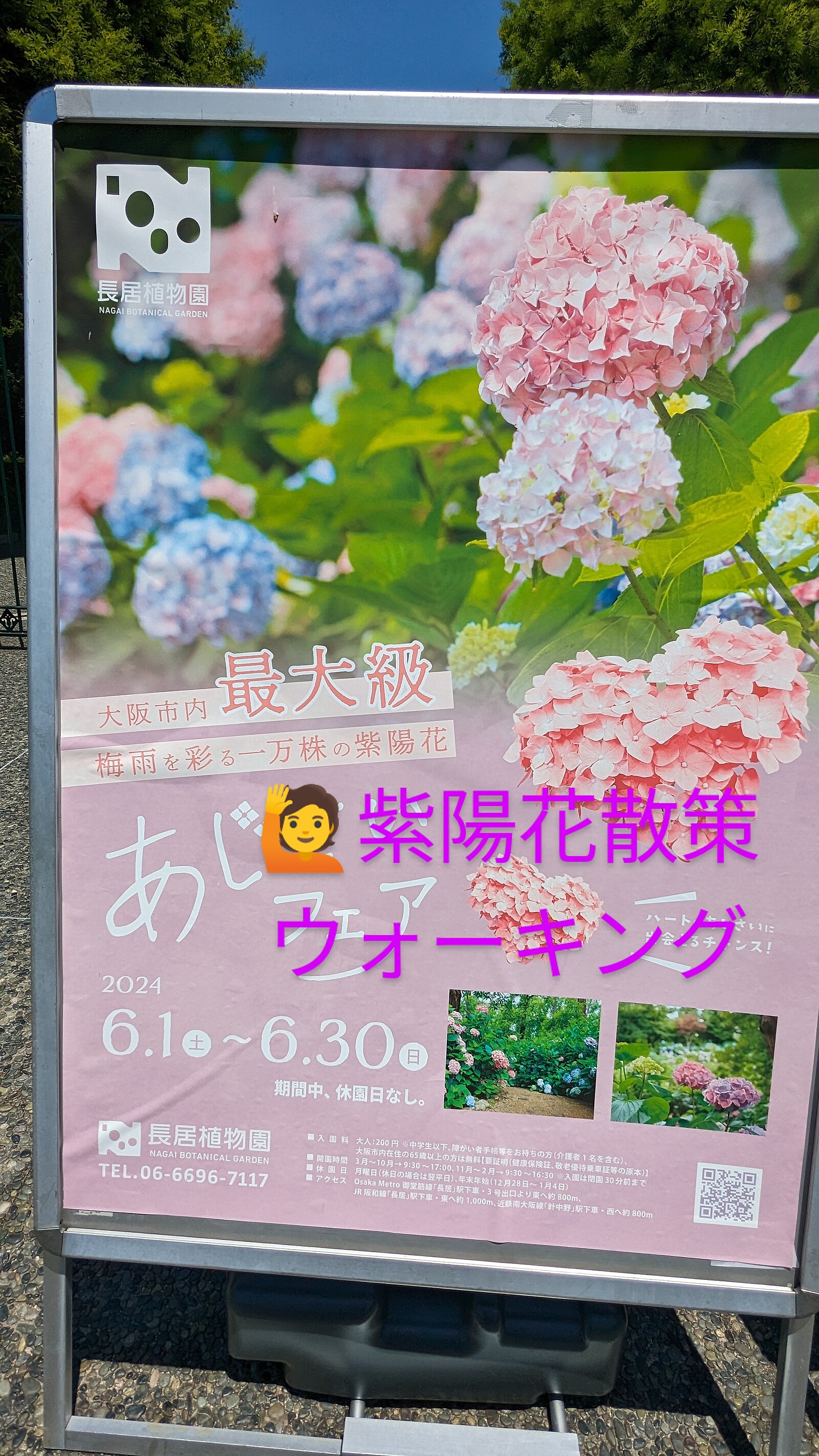 長居公園.紫陽花〜大仙公園、散策ウォーキング