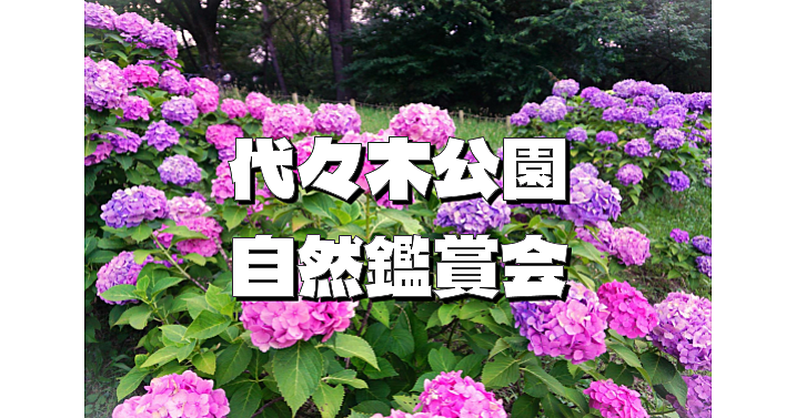 代々木公園であじさいなど自然を満喫するお散歩会🌺🌺🌺