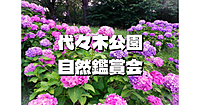 代々木公園であじさいなど自然を満喫するお散歩会🌺🌺🌺