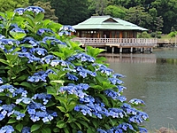 写真を撮りながら紫陽花散策 in 浜離宮恩賜庭園