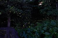 6月1日(土) 唐人町 ホタル鑑賞