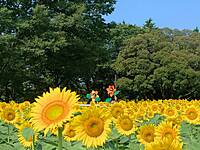 【早割枠もあります】ひまわりを見に行こう🏵️🏵️